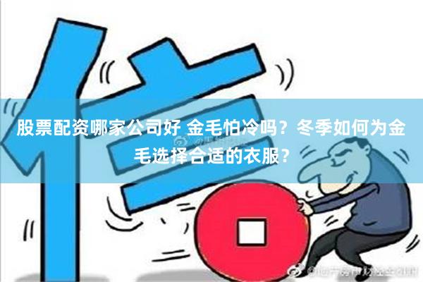 股票配资哪家公司好 金毛怕冷吗？冬季如何为金毛选择合适的衣服？