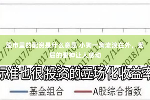 股市里的配资是什么意思 小狗一窝流浪在外，委屈的眼神让人感动